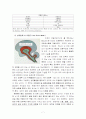 뇌이론과 기독교교육 7페이지