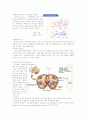 신경학-중추신경계 5페이지