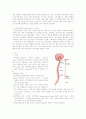 신경학-중추신경계 12페이지