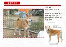동경개 조사 11페이지