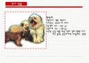 동경개 조사 18페이지