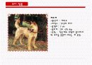 동경개 조사 20페이지