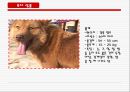 동경개 조사 21페이지