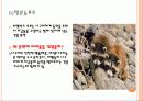학습 고전적 조건 형성 조작적 조건 형성 59페이지