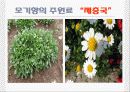모기향의 유해성 5페이지
