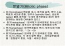 체세포분열 10페이지
