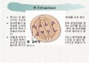 체세포분열 13페이지