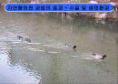 [지역하천] 지역하천 및 지방하천의 개발과 문제점 -양재천을 중심으로- 31페이지