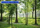 [지역하천] 지역하천 및 지방하천의 개발과 문제점 -양재천을 중심으로- 60페이지