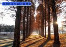 [지역하천] 지역하천 및 지방하천의 개발과 문제점 -양재천을 중심으로- 64페이지
