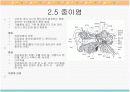 걸음마기 영아의 건강 16페이지