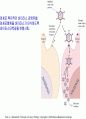 암의 검진과 치료.PPT자료 30페이지