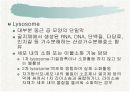 세포의 미세구조와 기능-진핵세포 9페이지