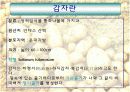 만병통치약 감자 4페이지
