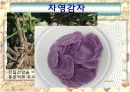 만병통치약 감자 5페이지