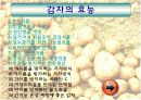 만병통치약 감자 12페이지