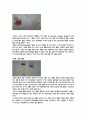 농산식품학 쌀 실험 6페이지