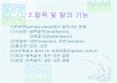 발목과 발 10페이지