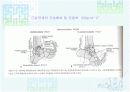 발목과 발 20페이지