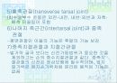 발목과 발 33페이지