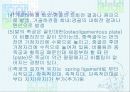 발목과 발 38페이지