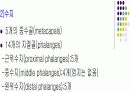 손목관절과 손 4페이지