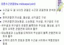 손목관절과 손 13페이지