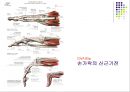 손목관절과 손 31페이지