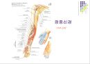 손목관절과 손 38페이지