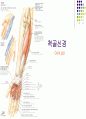 손목관절과 손 40페이지