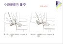 손목관절과 손 54페이지