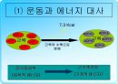 무산소운동과 생리적 반응 28페이지
