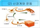 무산소운동과 생리적 반응 29페이지