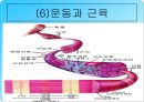 무산소운동과 생리적 반응 36페이지