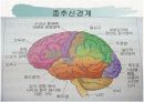 신경계와 파키스병 4페이지