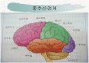신경계와 파키스병 5페이지