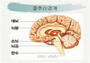 신경계와 파키스병 7페이지