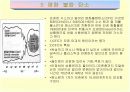 오존층파괴와우리의대책 15페이지