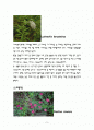 우리나라의야생초 2페이지