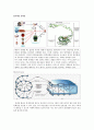 Ribosomes Build a Cell's Proteins 8페이지