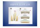 악안면의 성장과 발육 11페이지