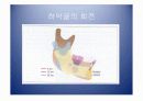 악안면의 성장과 발육 23페이지