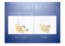 악안면의 성장과 발육 25페이지