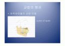 악안면의 성장과 발육 26페이지