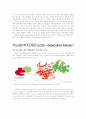 [생물학] Cell cycle과 CDK 2페이지