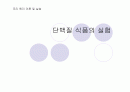 단백질 실험 1페이지