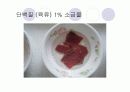 단백질 실험 15페이지