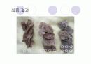 단백질 실험 20페이지