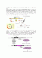 plasid mini prep 15페이지