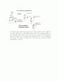 plasid mini prep 27페이지